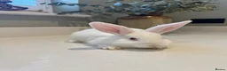 New Zealand rabbits for sale: New Zealand white bunnies  - Advert 1