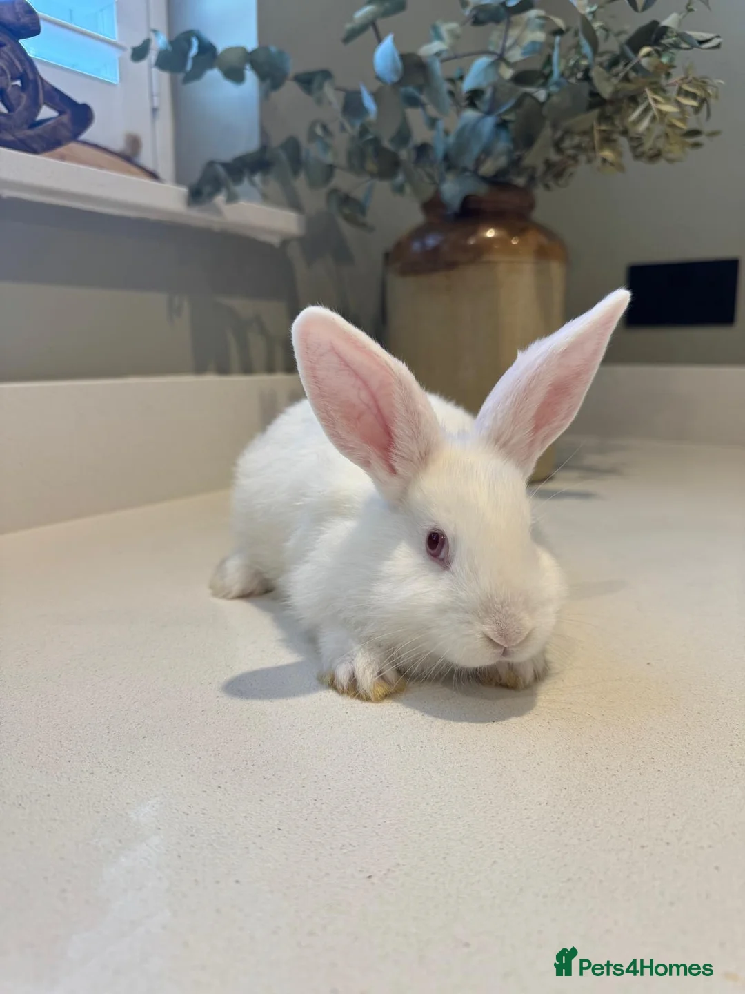 New Zealand rabbits for sale: New Zealand white bunnies  - Advert 1
