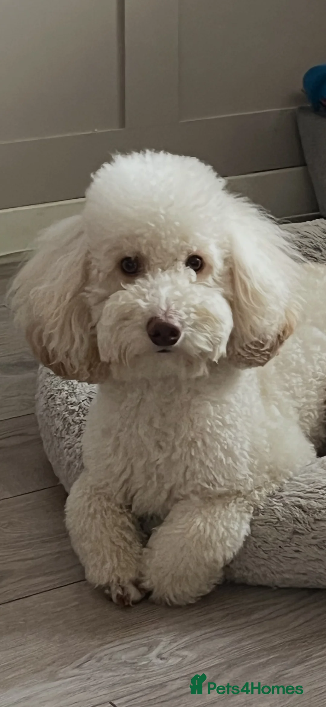 Miniature Poodle dogs for stud: Beautiful cream miniature poodle for stud - Advert 2
