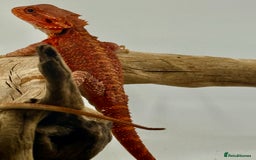 Bearded Dragon reptiles for sale: Bearded Dragon Red Monster - Image 5