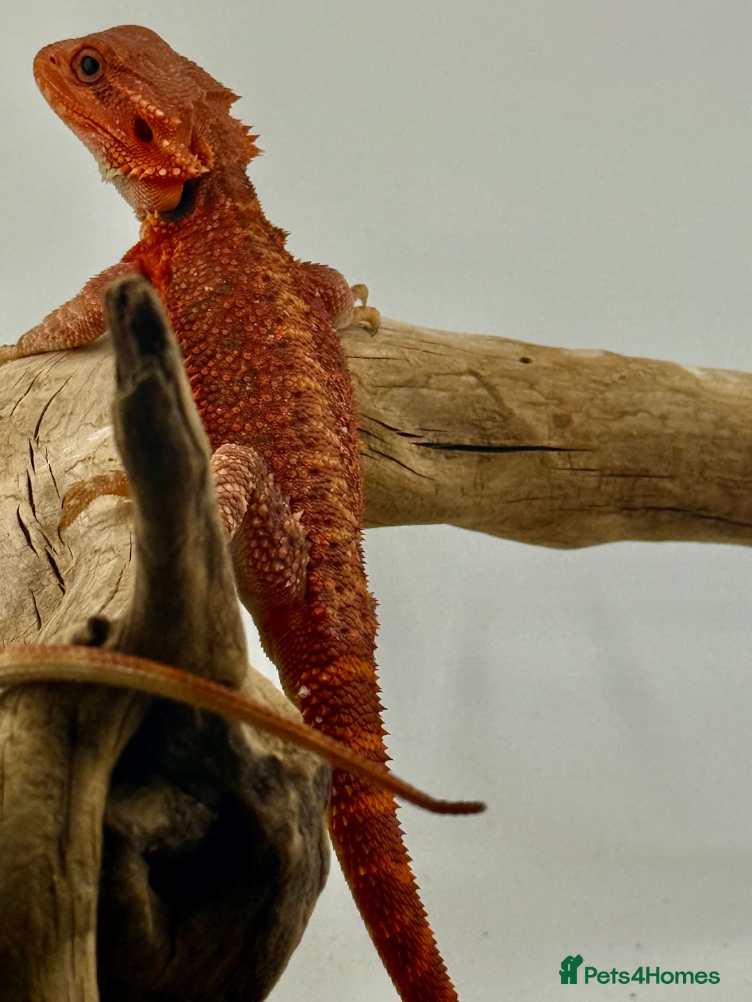 Bearded Dragon reptiles for sale: Bearded Dragon Red Monster - Image 5