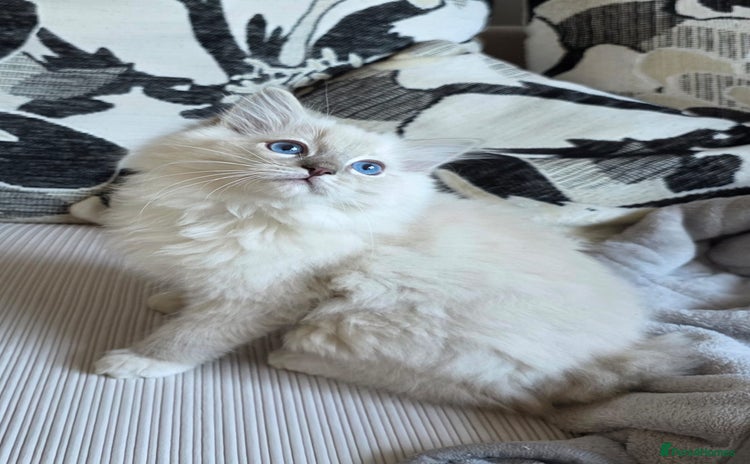 Ragdoll cats - Advert 7