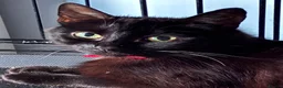 Domestic Shorthair cats for adoption: Cuddly Leila - Adopt from Cats in Crisis East Ldn - Advert 2