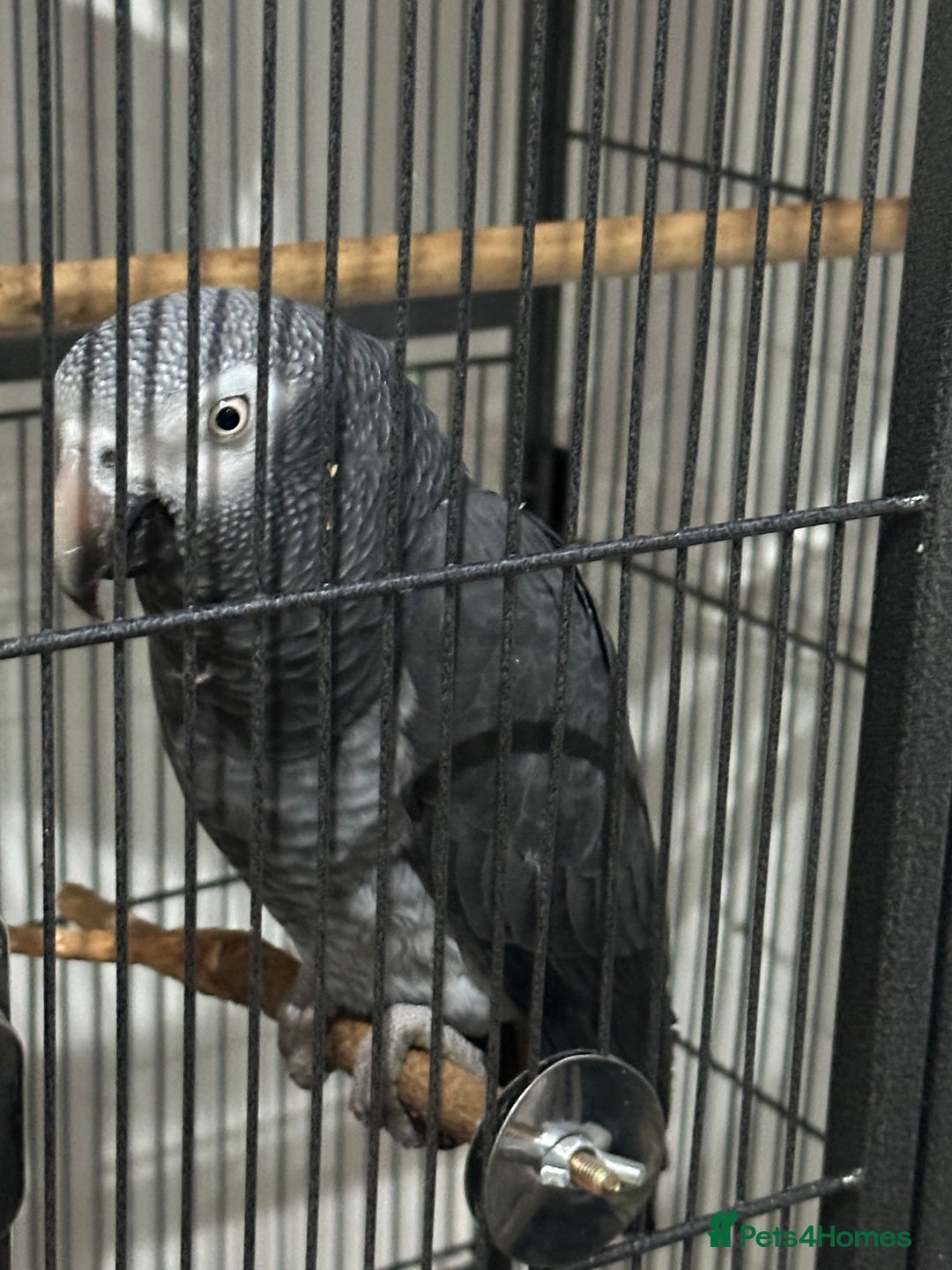 Parrots birds for sale: African Grey Parrot (Male for sale!) - Image 7