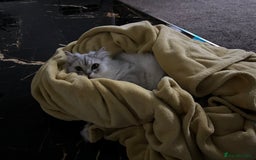 Persian cats for sale: 2 year old male Persian doll face chinchilla  - Image 13