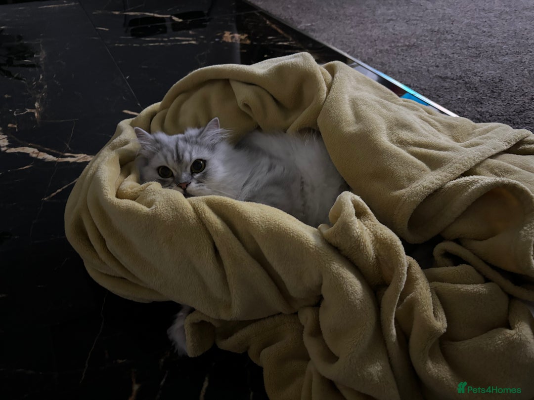 Persian cats for sale: 2 year old male Persian doll face chinchilla  - Image 13