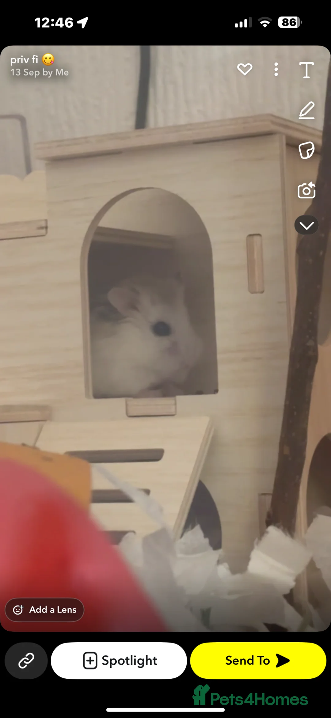 Hamster rodents for sale: Trixie and isabella - Advert 2