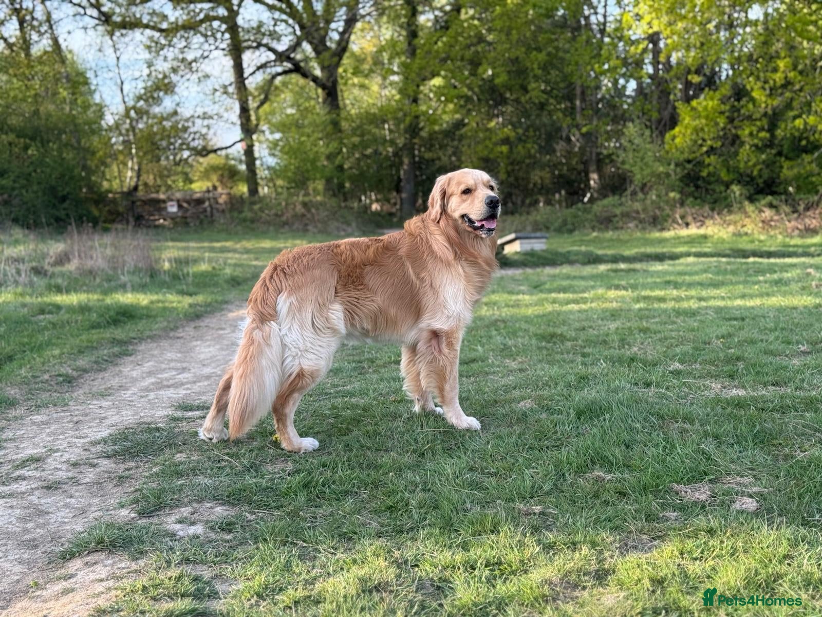 Golden Retriever dogs KC Registered Golden Retriever Stud in Crawley - Advert 6