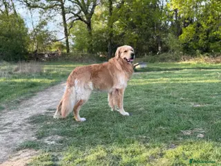 Golden Retriever dogs KC Registered Golden Retriever Stud - Advert 1
