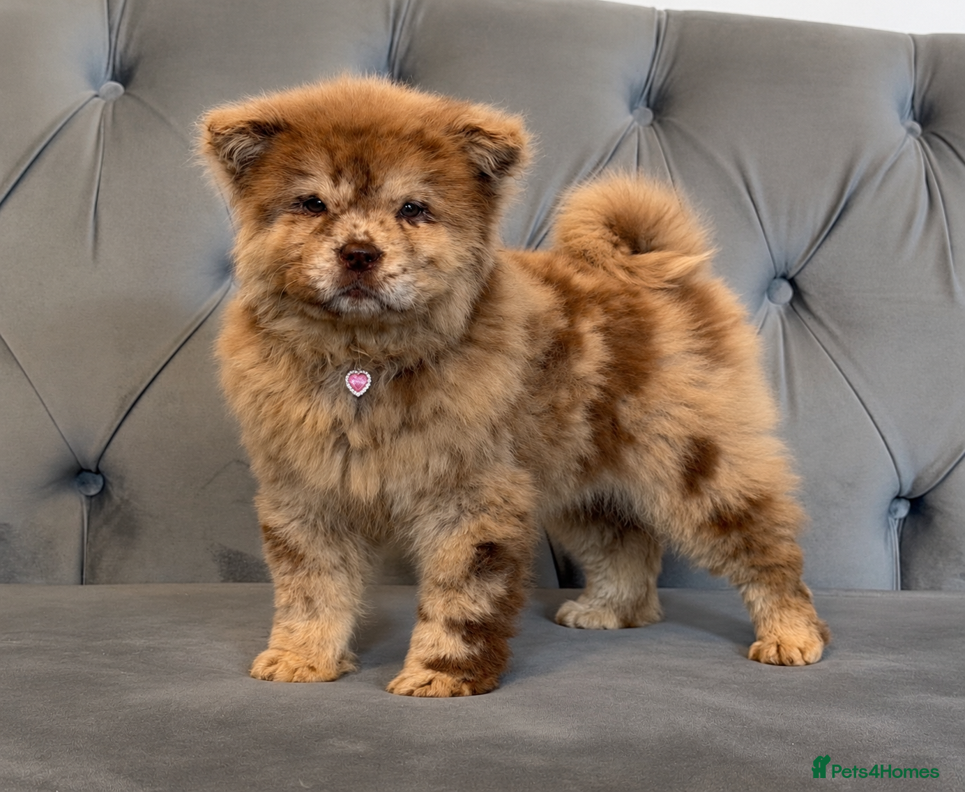 Chow Chow dogs Stunning exotic colour chowski puppies for sale  - Advert 2