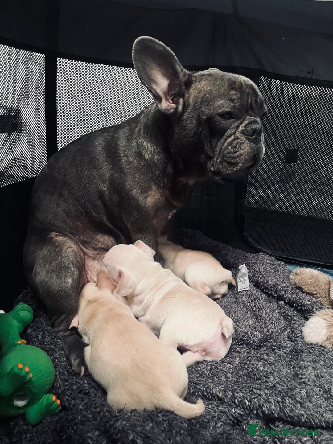 Mixed Breed dogs for sale: X3 Beautiful girl French bulldogs cross  - Advert 1