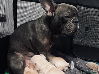 Mixed Breed dogs X3 Beautiful girl French bulldogs cross - Advert 1