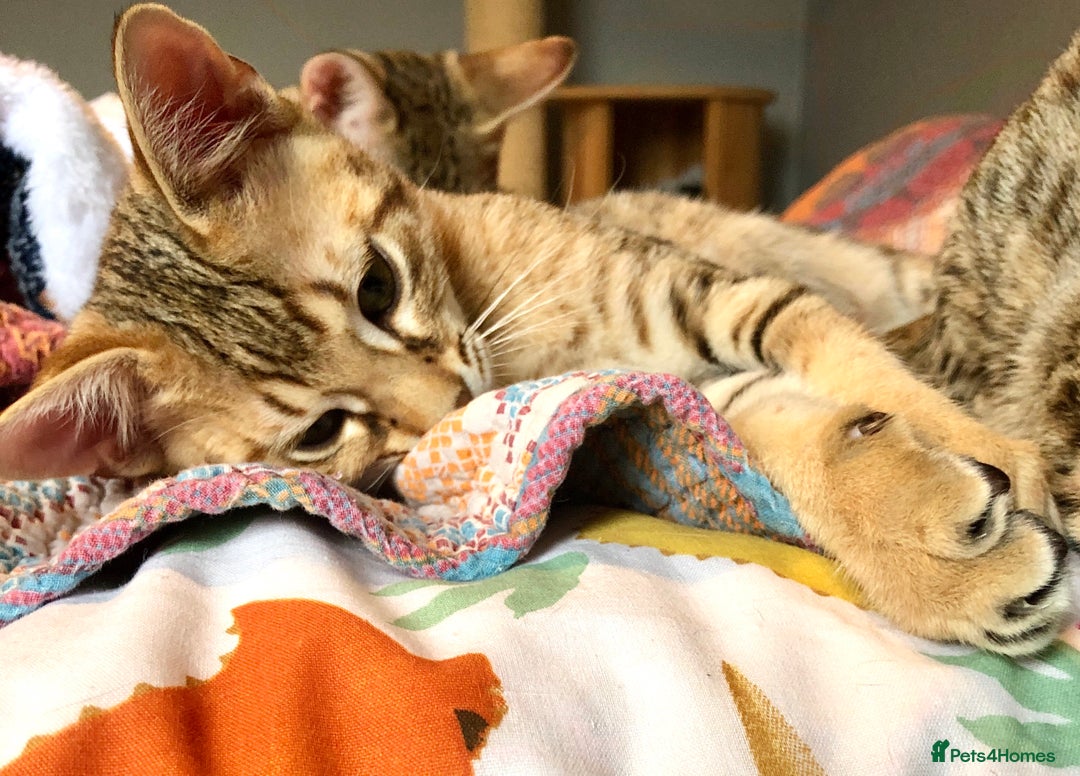 Savannah cats for sale: Beautiful full pedigree savannah kittens  - Advert 18