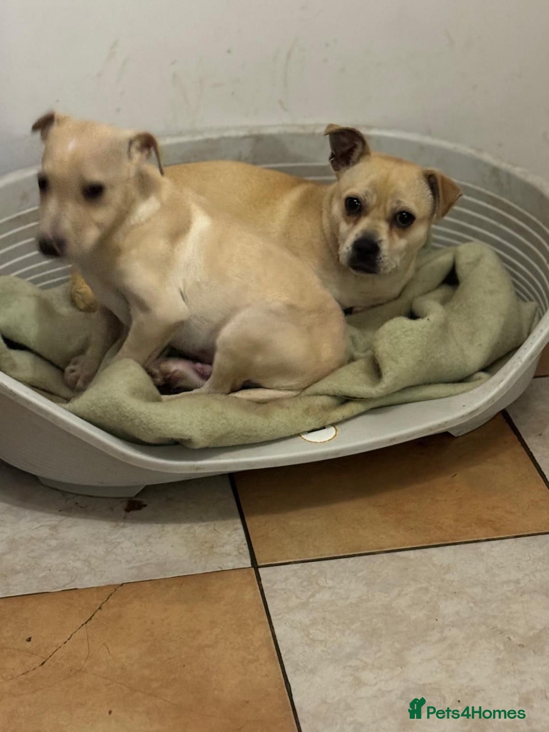 Mixed Breed dogs for adoption: Pretty Jamala ready for cuddles - Advert 8