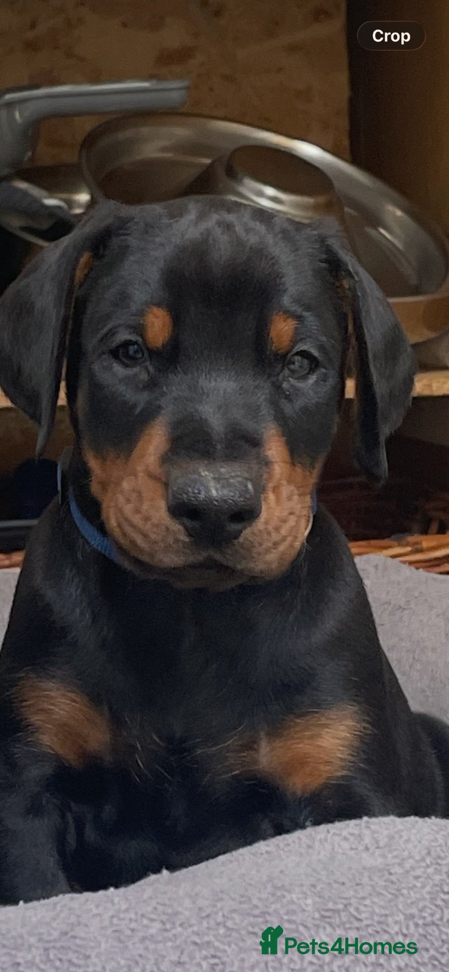 Dobermann dogs for sale: KC Reg Doberman - Health tested parents - Advert 2