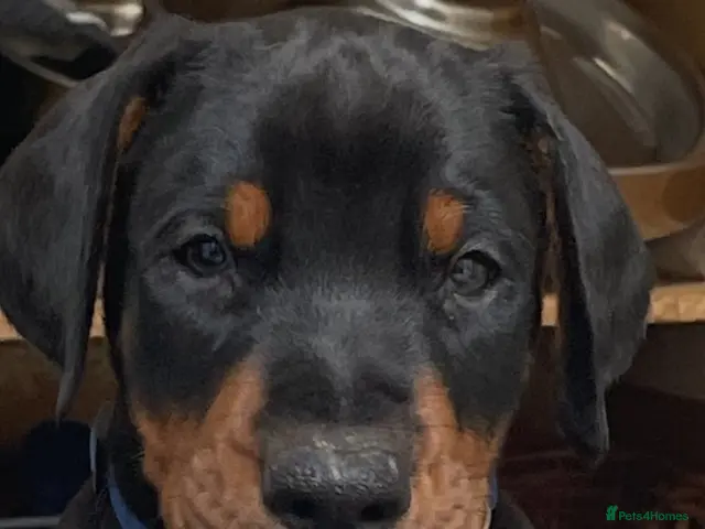 Dobermann dogs for sale: KC Reg Doberman - Health tested parents - Advert 2
