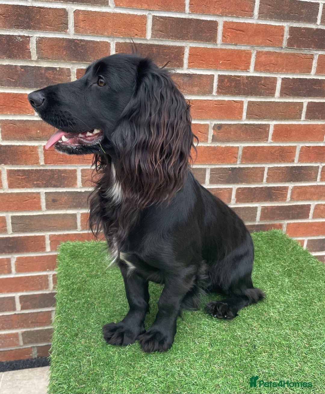 Cocker Spaniel dogs for sale: 1 Year Old Working Cocker Spaniel - Advert 4