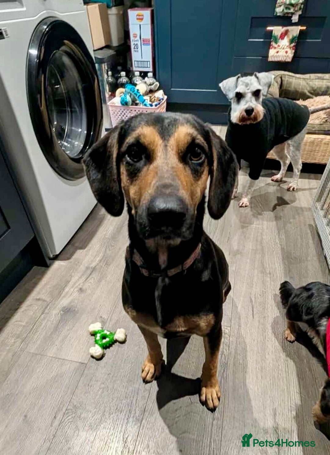 Mixed Breed dogs for adoption: ❤️ Deuce This beautiful soul has come so far… ❤️ - Advert 9