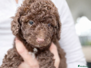 Aussiedoodle dogs Aussiedoodle Puppies ⭐️ - Advert 2