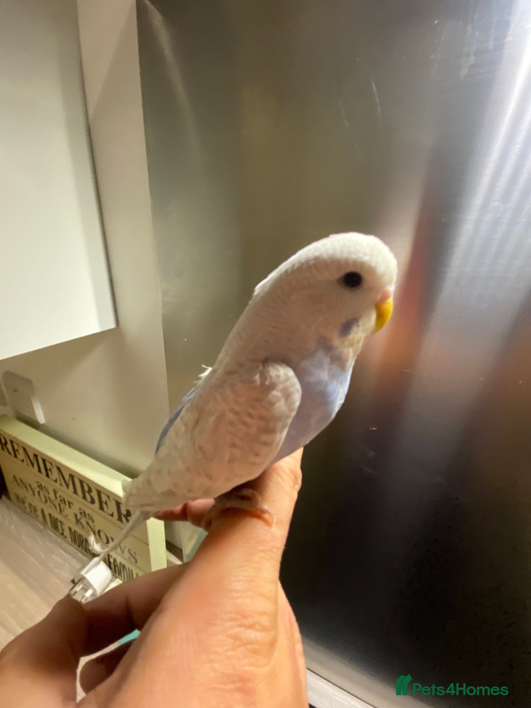 Budgerigars birds for sale: Hand reared hand tame baby budgies - Advert 13