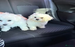 Maltese dogs for sale: Maltese puppies  - Image 15
