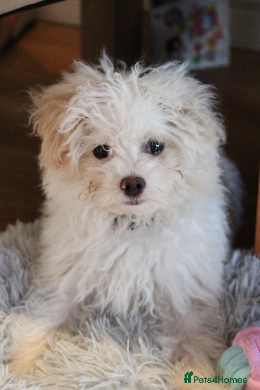 Chipoo dogs for sale: REDUCED F1 Chipoo Female Puppy - Image 9