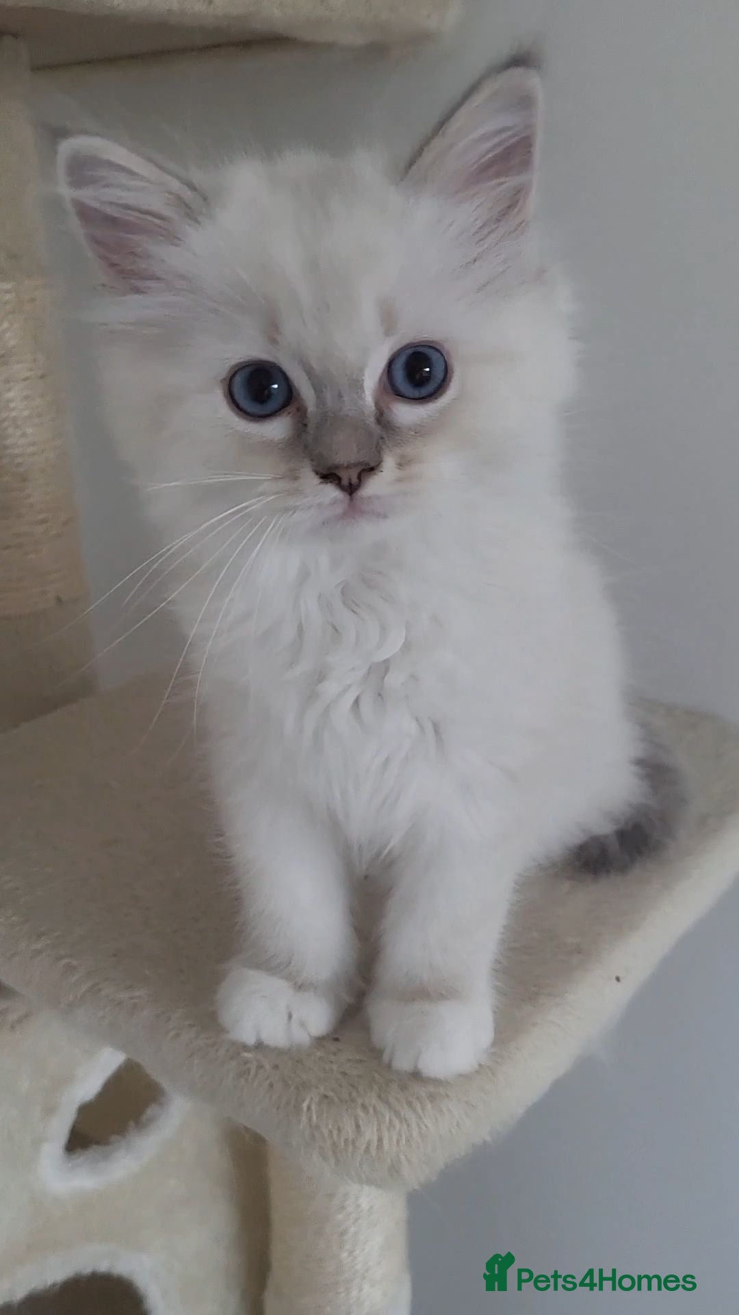 Ragdoll cats HCM/PKD clear ragdoll kittens  - Advert 2