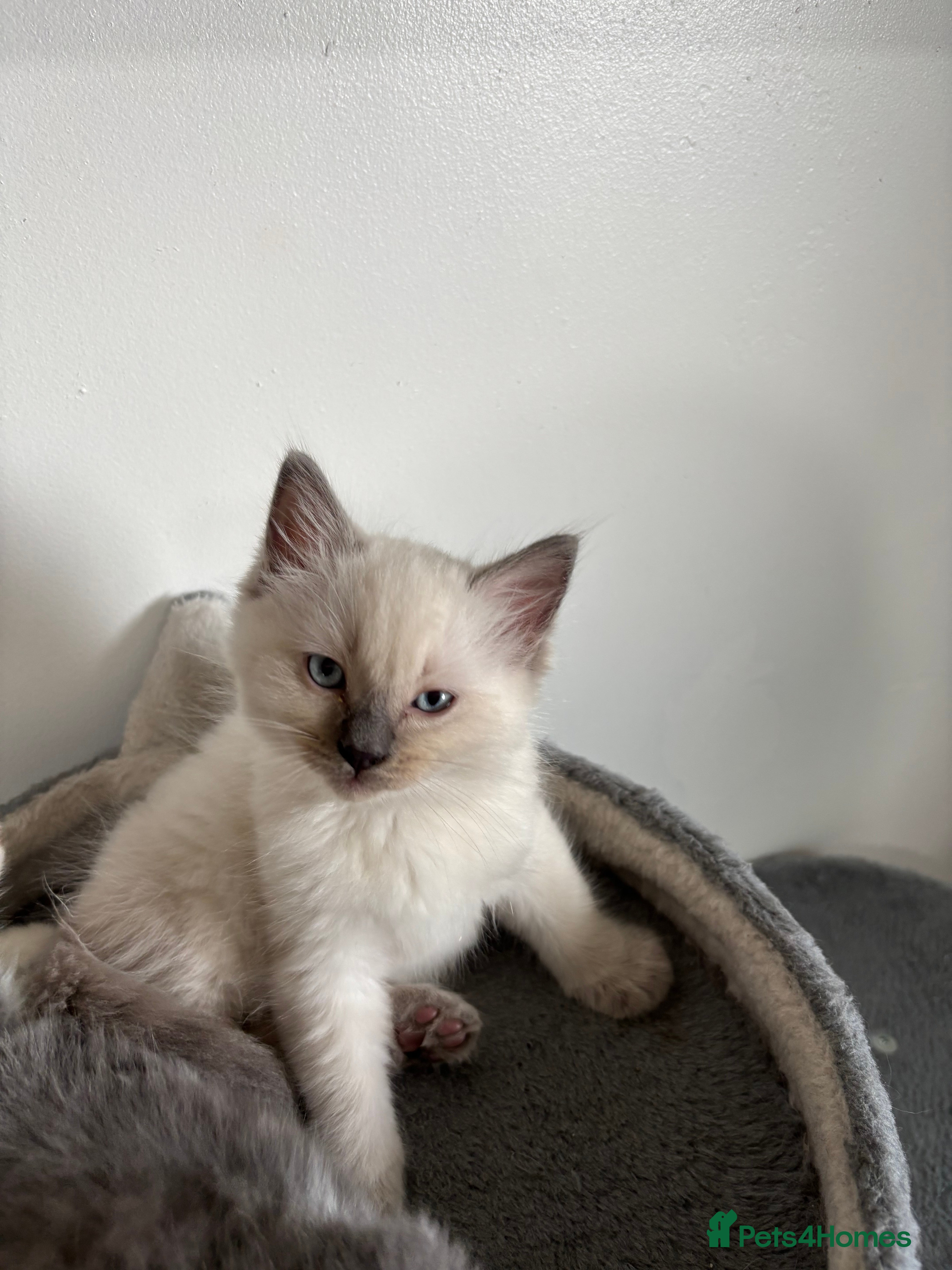 Ragdoll cats Ragdoll kitten 1 boy left  - Advert 9