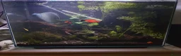 Other/Mixed Breed fish for sale: Entire established tank with everything  - Advert 4