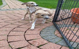 Mixed Breed dogs for sale: 2 beautiful Italian greyhounds  - Image 14