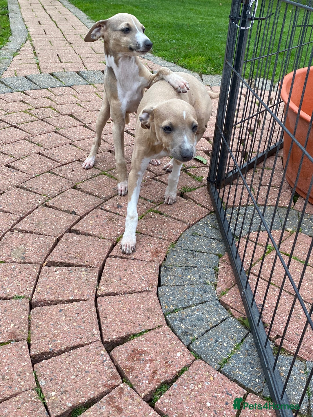 Mixed Breed dogs for sale: 2 beautiful Italian greyhounds  - Image 14