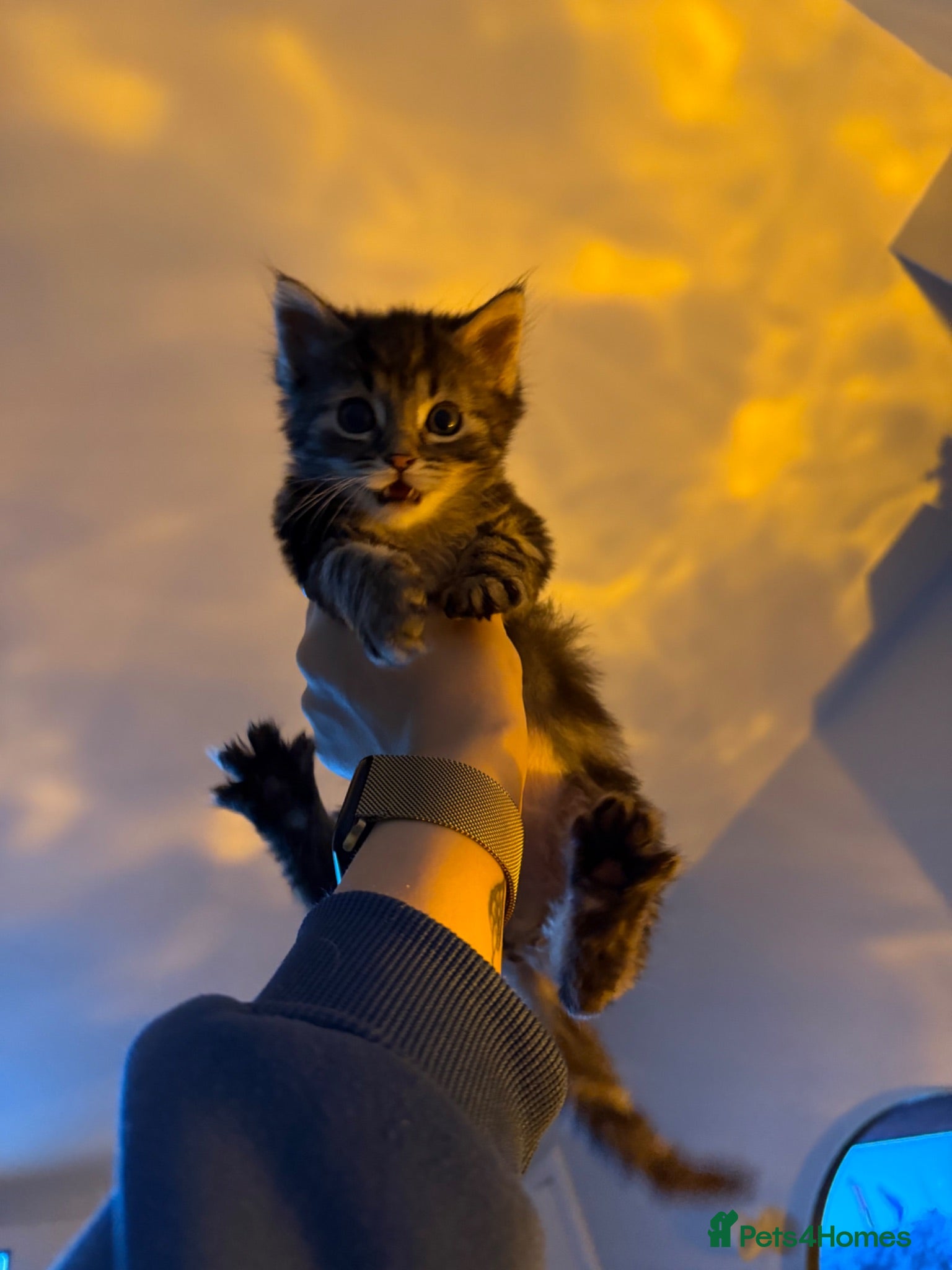 Mixed Breed cats Adorable kittens looking for postcodes  - Advert 7