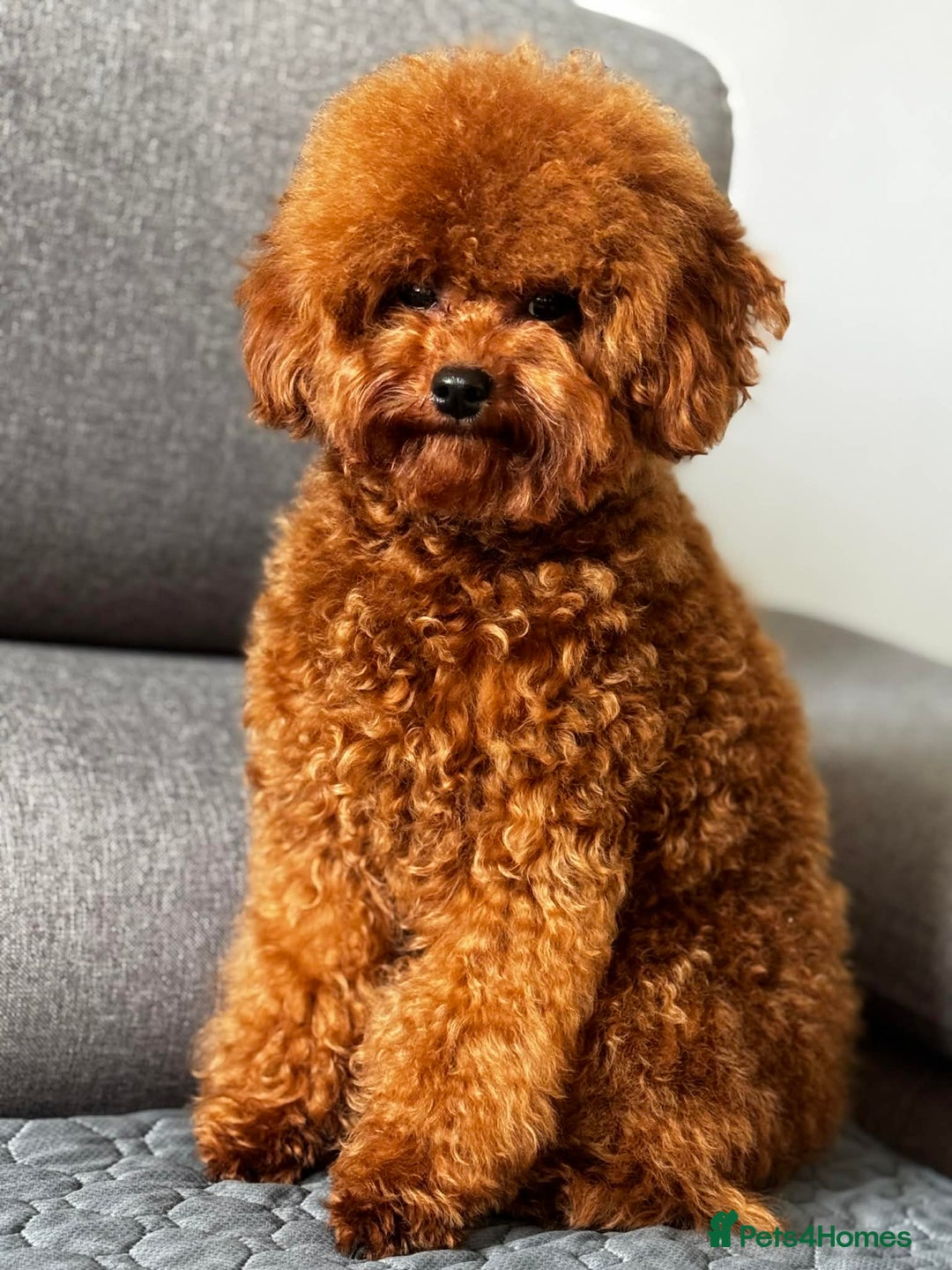 Toy Poodle dogs for sale: Asian Toy Poodle - Advert 7