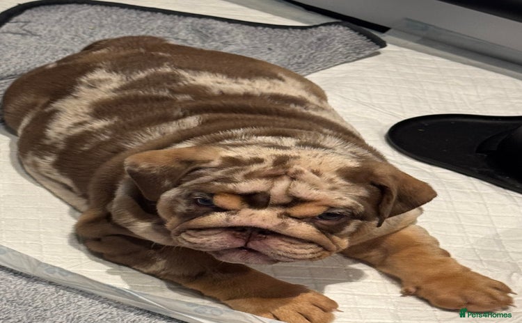 English Bulldog dogs - Advert 7
