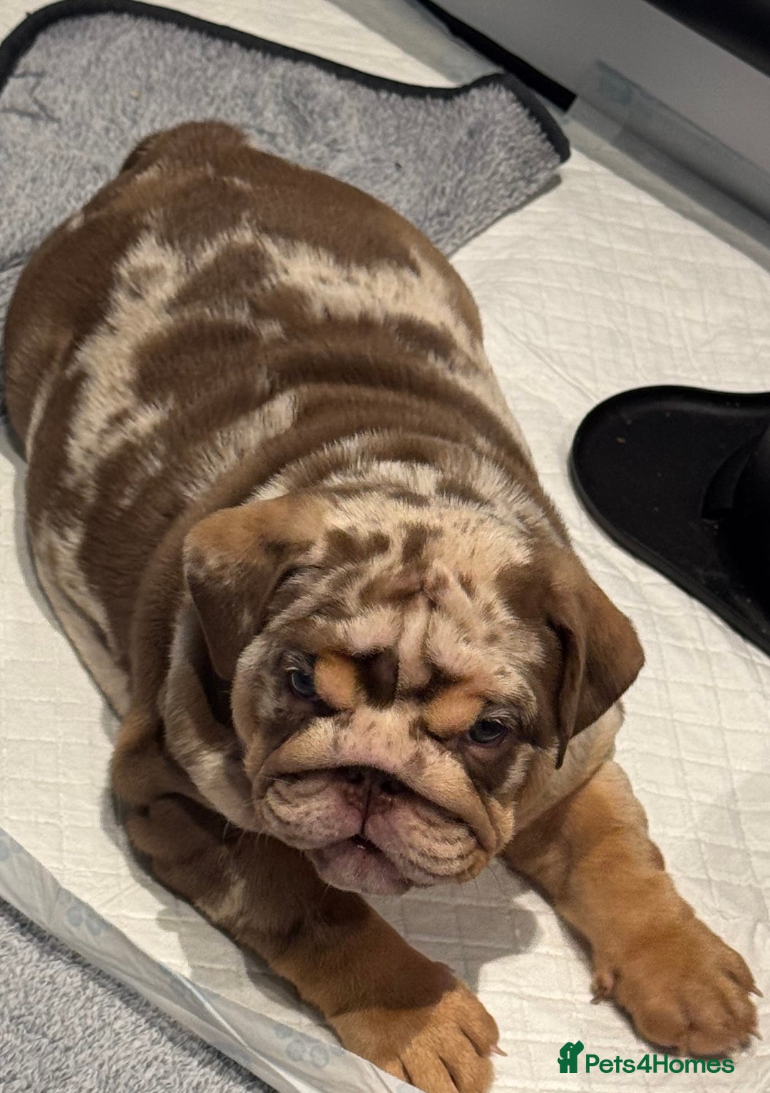 English Bulldog dogs for sale: 🔥READY TO LEAVE🔥 REDUCED🔥 - Image 5
