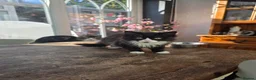 Mixed Breed cats for sale: Two fluffy male kittens looking for loving homes - Advert 7