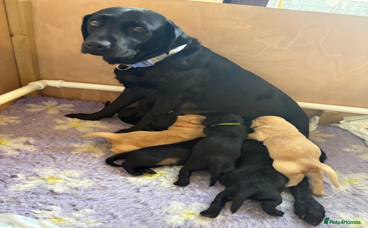 Labrador Retriever dogs - Advert 5