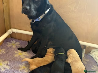 Labrador Retriever dogs - Advert 3