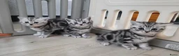British Shorthair cats for sale: Original BSH Silver Tabby kittens  - Advert 19