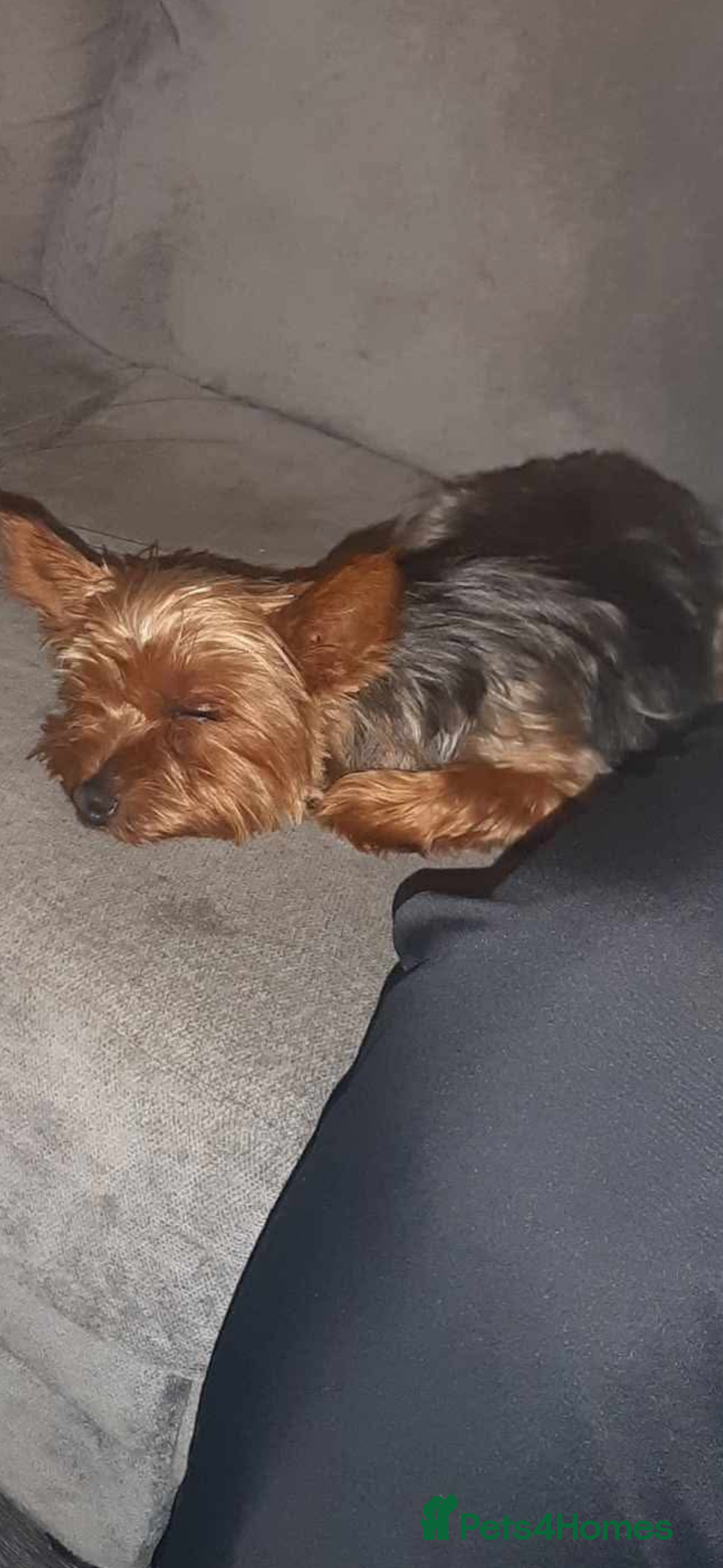 Yorkshire Terrier dogs for sale: Miniature Yorkshire terrier  - Advert 8