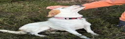 Mixed Breed dogs for adoption: Evie - Milton Keynes  in Milton Keynes - Advert 2