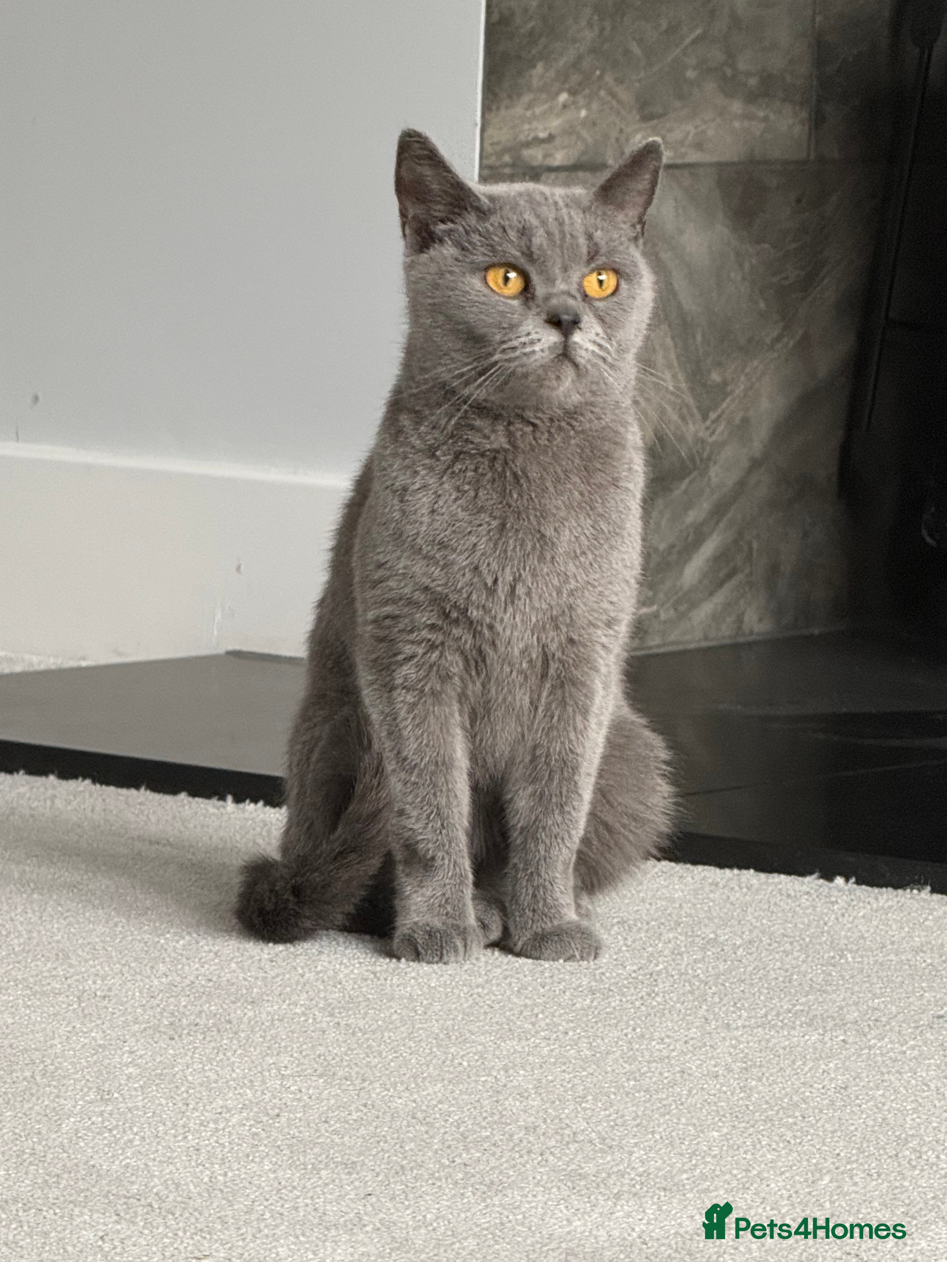 British Shorthair cats Blue British shorthair  - Advert 13