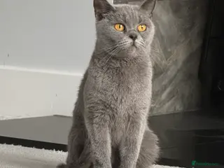 British Shorthair cats Blue British shorthair - Advert 13