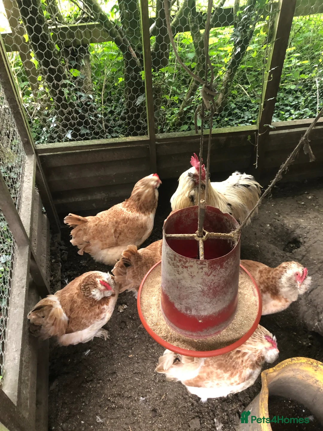 Chickens poultry for sale: Salmon Faverolle Hatching Eggs  - Advert 1