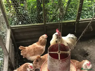 Chickens poultry Salmon Faverolle Hatching Eggs - Advert 3