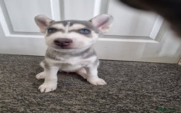Siberian Husky dogs for sale: 4 lovely husky puppies for sale  - Image 6