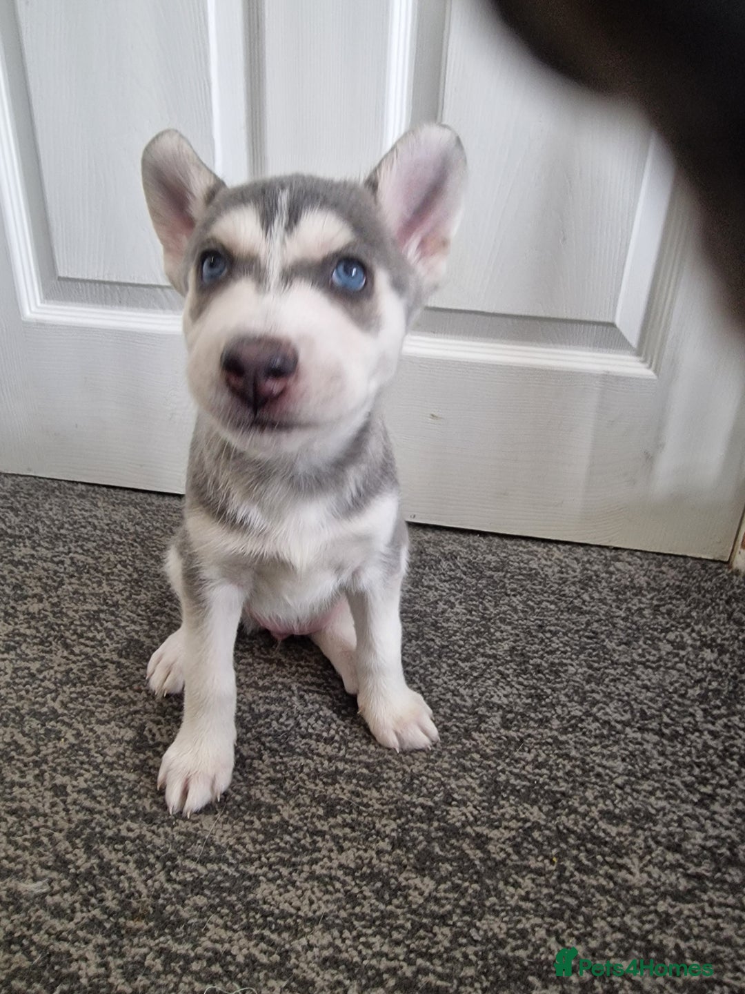 Siberian Husky dogs for sale: 4 lovely husky puppies for sale  - Image 6