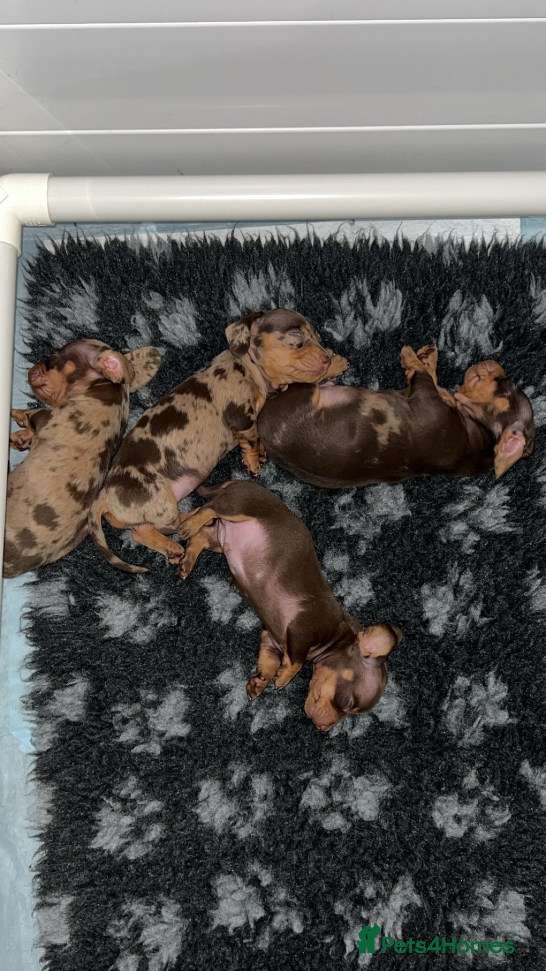 Miniature Dachshund dogs for sale: 🐾 Miniature Dachshund Puppies Available🐾 - Image 2