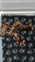 Miniature Dachshund dogs 🐾 KC Registered Miniature Dachshund Puppies🐾 - Advert 7