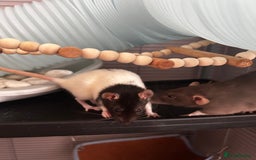 Rat rodents for sale: 3 female baby rats  - Image 2